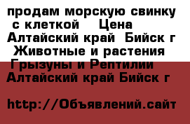 продам морскую свинку с клеткой. › Цена ­ 800 - Алтайский край, Бийск г. Животные и растения » Грызуны и Рептилии   . Алтайский край,Бийск г.